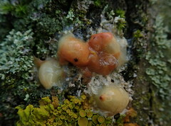 Fusicolla merismoides