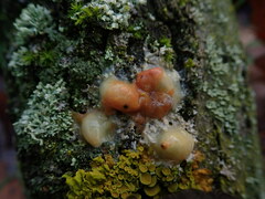 Fusicolla merismoides