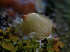 Fusicolla merismoides