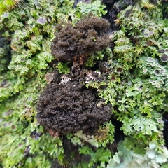 Ricasolia amplissima