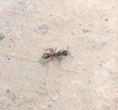 Myrmecia chrysogaster