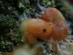 Fusicolla merismoides