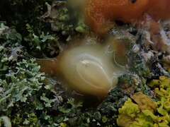 Fusicolla merismoides