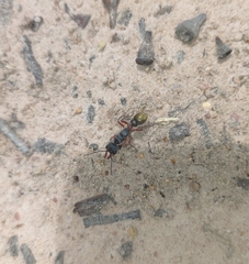 Myrmecia chrysogaster