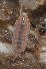 Porcellionides sexfasciatus