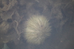 Lytechinus variegatus