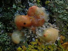 Fusicolla merismoides