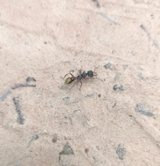 Myrmecia chrysogaster