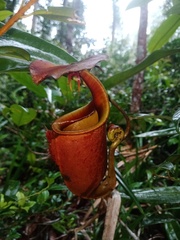 Nepenthes bicalcarata