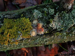 Fusicolla merismoides