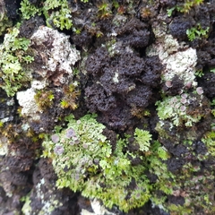 Ricasolia amplissima