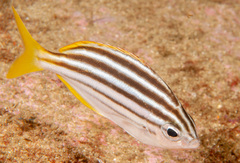 Atypichthys strigatus