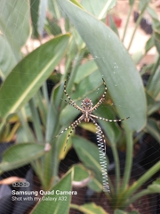 Argiope australis