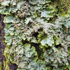 Ricasolia amplissima