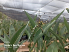 Argiope australis