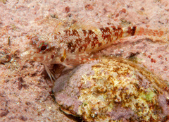 Enneapterygius atrogulare