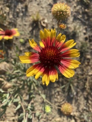 Gaillardia × grandiflora