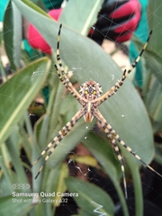 Argiope australis