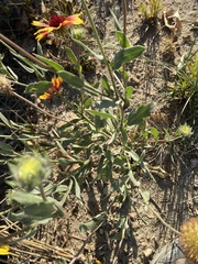 Gaillardia × grandiflora