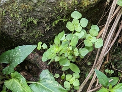 Pilea peploides major