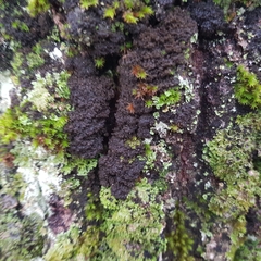 Ricasolia amplissima