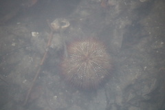 Lytechinus variegatus