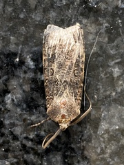 Agrotis segetum