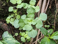 Pilea peploides major