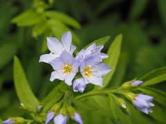 Polemonium californicum