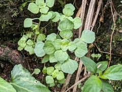 Pilea peploides major