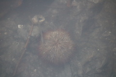 Lytechinus variegatus