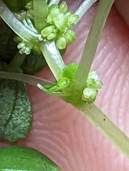 Pilea peploides major