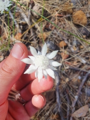 Actinotus leucocephalus