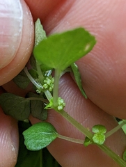 Pilea peploides major