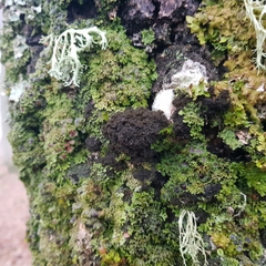 Ricasolia amplissima