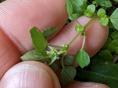 Pilea peploides major