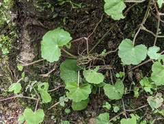 Hydrocotyle nepalensis