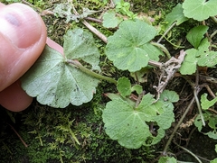 Hydrocotyle nepalensis