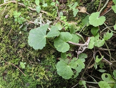 Hydrocotyle nepalensis