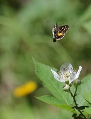 Hesperilla ornata