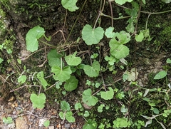 Hydrocotyle nepalensis