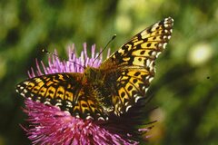 Boloria titania