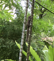 Callosciurus caniceps