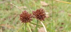 Cyperus difformis