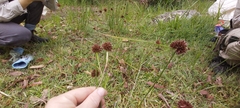 Cyperus difformis