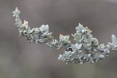 Atriplex polycarpa