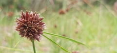 Cyperus difformis