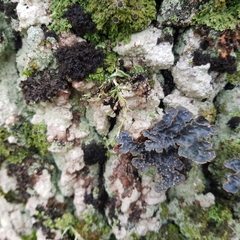 Ricasolia amplissima