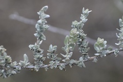 Atriplex polycarpa