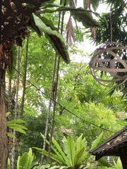 Callosciurus caniceps